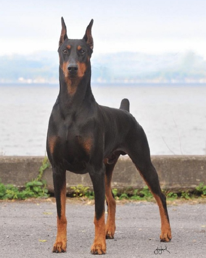 Bu köpek sahibinin kanserini teşhis etti